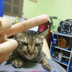 ซู โครส profile icon