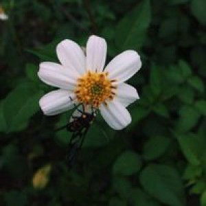 Yến Xuxi profile icon