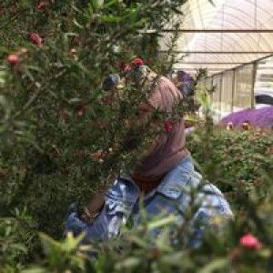 Ashaa Gedot profile icon