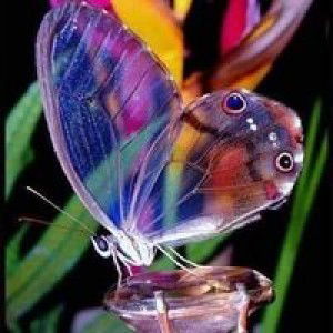 Jasmine An Nisa profile icon