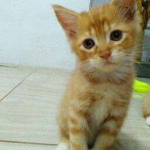 Fauziah profile icon