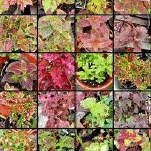 Iron Periuk Noxxa profile icon