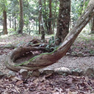 Mongkon daengkon profile icon