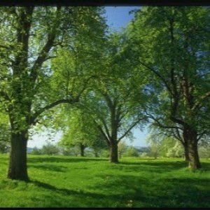 Eka Wahyu Priani profile icon