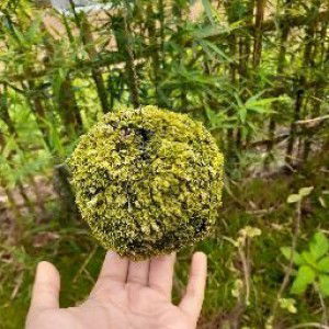 Nur Asiyah profile icon