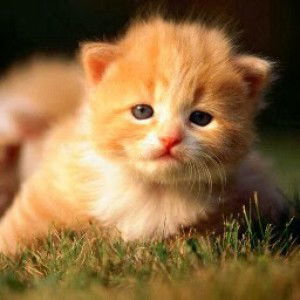 Seri Aziz profile icon