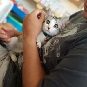 Pit Aiamtor profile icon