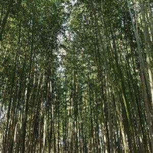 Qianhan Wang profile icon