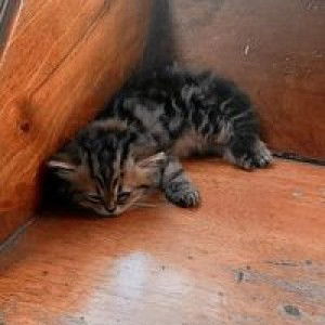 ปัญญดา คงนิยม profile icon