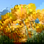 Rizki Amalia profile icon