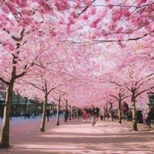 Mamy Flora profile icon