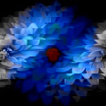 Shan Cords profile icon