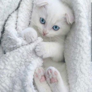 Dinda Indah Ayu profile icon