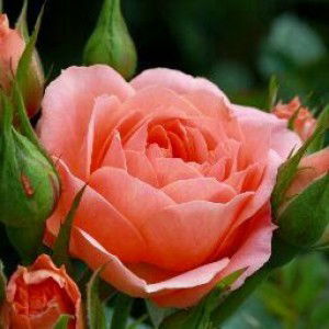 سارا فلاح profile icon