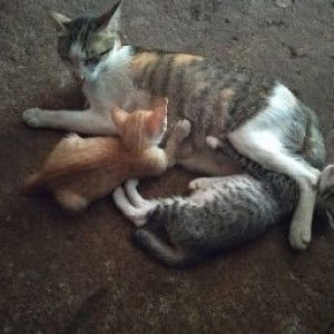 Charis Rahmalia Chusna profile icon