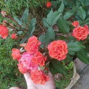 Thuhang Vo profile icon