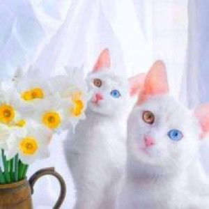 Putri Wulan profile icon