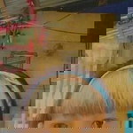 Shara Win Marie Pactain profile icon