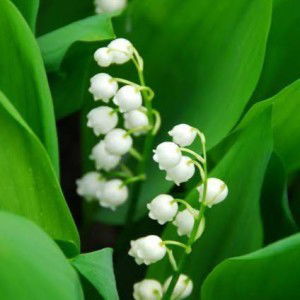 ZSY Fairytale profile icon