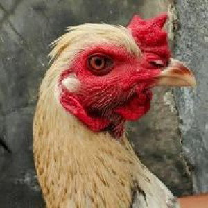 Aziz Zulkarnaen profile icon