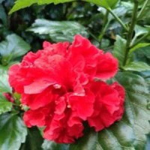 Maira Sekar profile icon