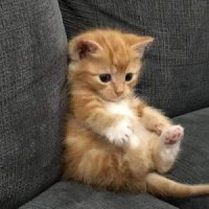 Desy Oenaw profile icon