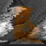 Desy Oenaw profile icon