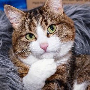 Suci Rahayuningtyas profile icon