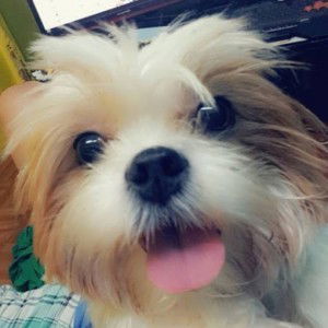 Maxxie Mango profile icon