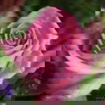 Dina Julia profile icon