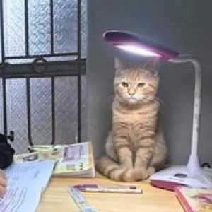 pimporn profile icon