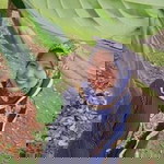 Nur Farah Azira profile icon