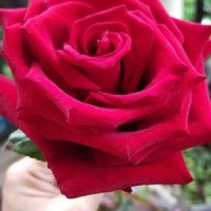 Bebi Jaden profile icon