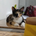 Nawir felexio profile icon