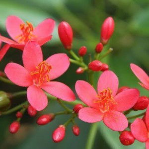 NUR ATIKAH AHMAD profile icon