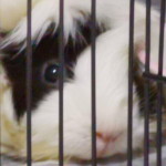 CLY profile icon