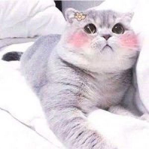 Dzatun Nitaqain profile icon