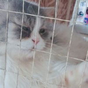 Bibie Yassin profile icon