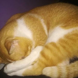 Ocean C profile icon