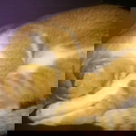 Ocean C profile icon