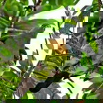 mademoiselle jannah profile icon