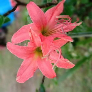 nadia hanim profile icon