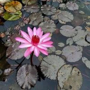 Ngô Thị Vệ Giang profile icon