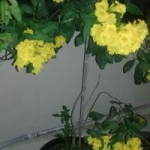 Nurlaila Sarha profile icon