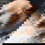 บิ๋ม อี้ profile icon