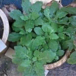 Cahaya Hidupku profile icon