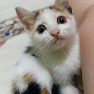 Maggie Manga profile icon