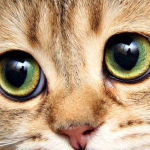 nurul afiza profile icon