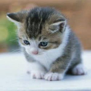 shahana baloch profile icon