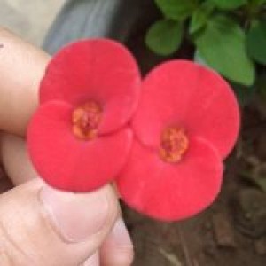 Wiwin Winarsih profile icon